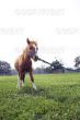 shetland-pony-balking_~c0037479.jpg